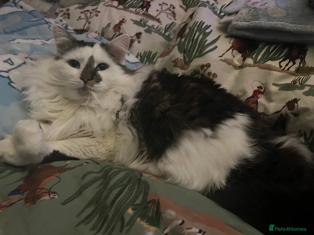 Mixed Breed cats for sale: 3 Y/O DLH - rehome wanted - Advert 1