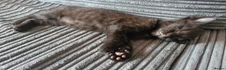 Mixed Breed cats for sale: 2 female kittens  in Waterlooville - Advert 3