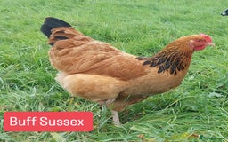 Chickens poultry for sale: Day old chicks / hatching eggs Brahma sussex Pekin - Image 3