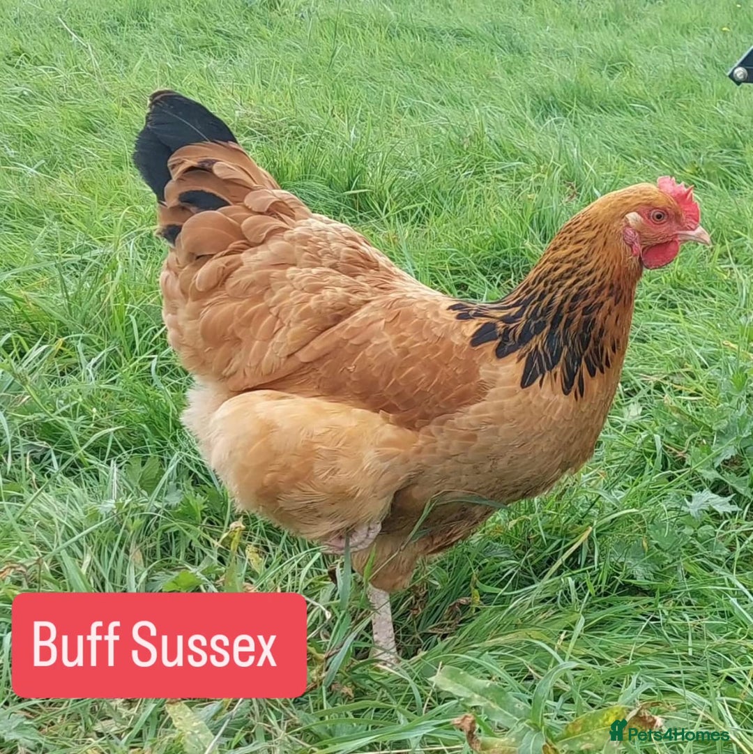 Chickens poultry for sale: Day old chicks / hatching eggs Brahma sussex Pekin - Image 3