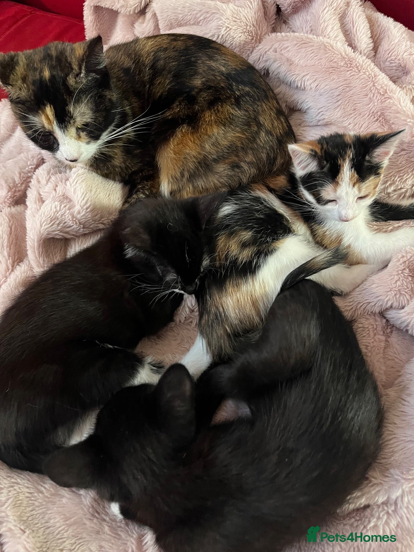 Mixed Breed cats 😻💚🩵💙🧡💛😻 - Advert 1