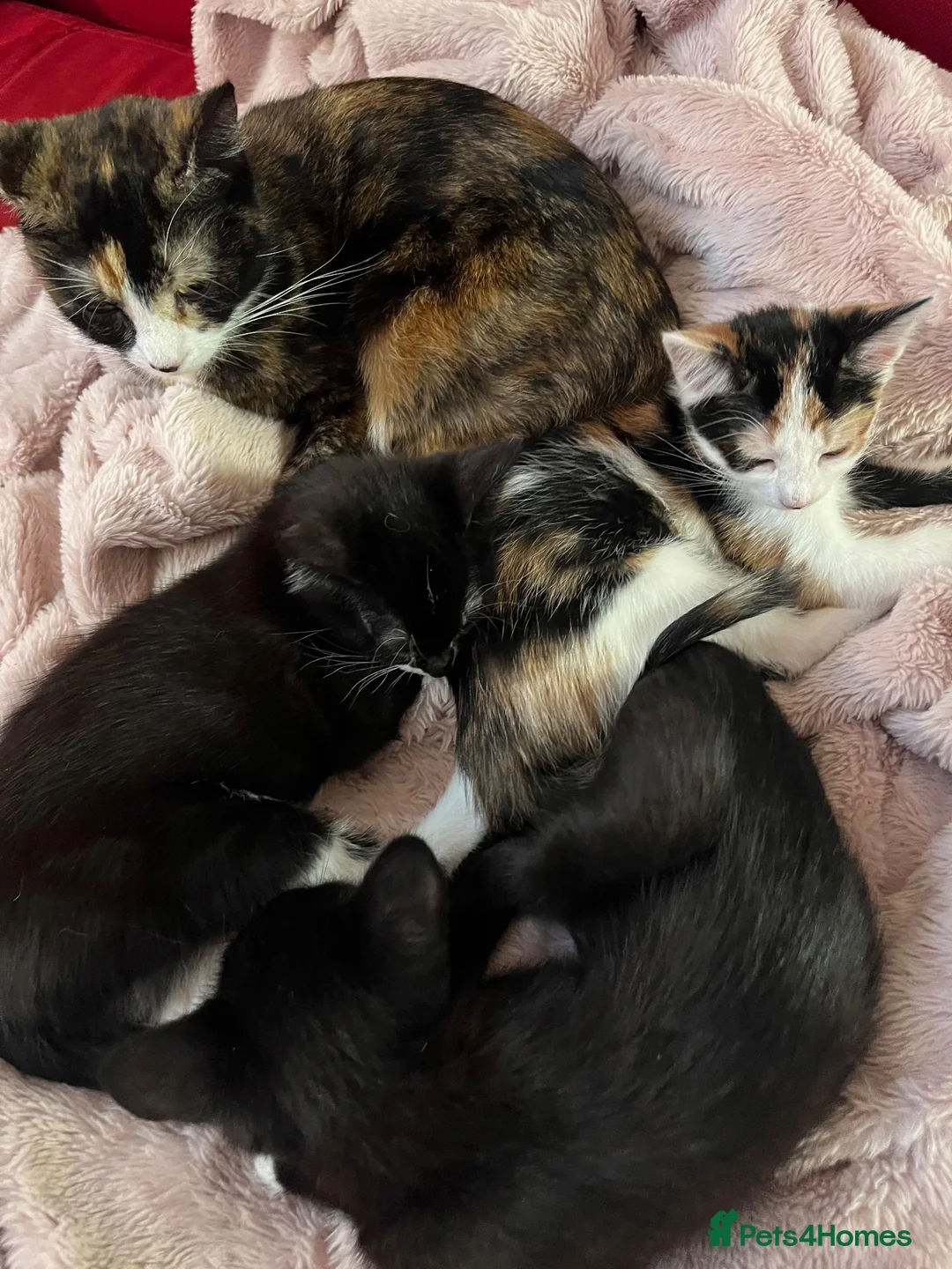 Mixed Breed cats for sale: 😻💚🩵💙🧡💛😻 - Advert 1