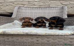 Miniature Dachshund dogs for sale: Miniature dachshunds (council licensed breeder) - Image 8