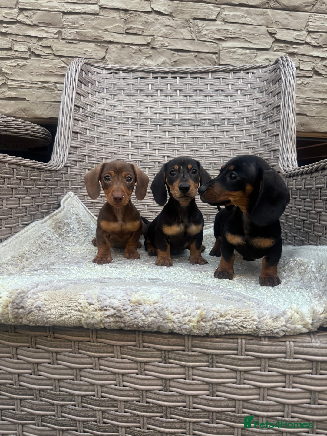Miniature Dachshund dogs for sale: Miniature dachshunds (council licensed breeder) - Image 8