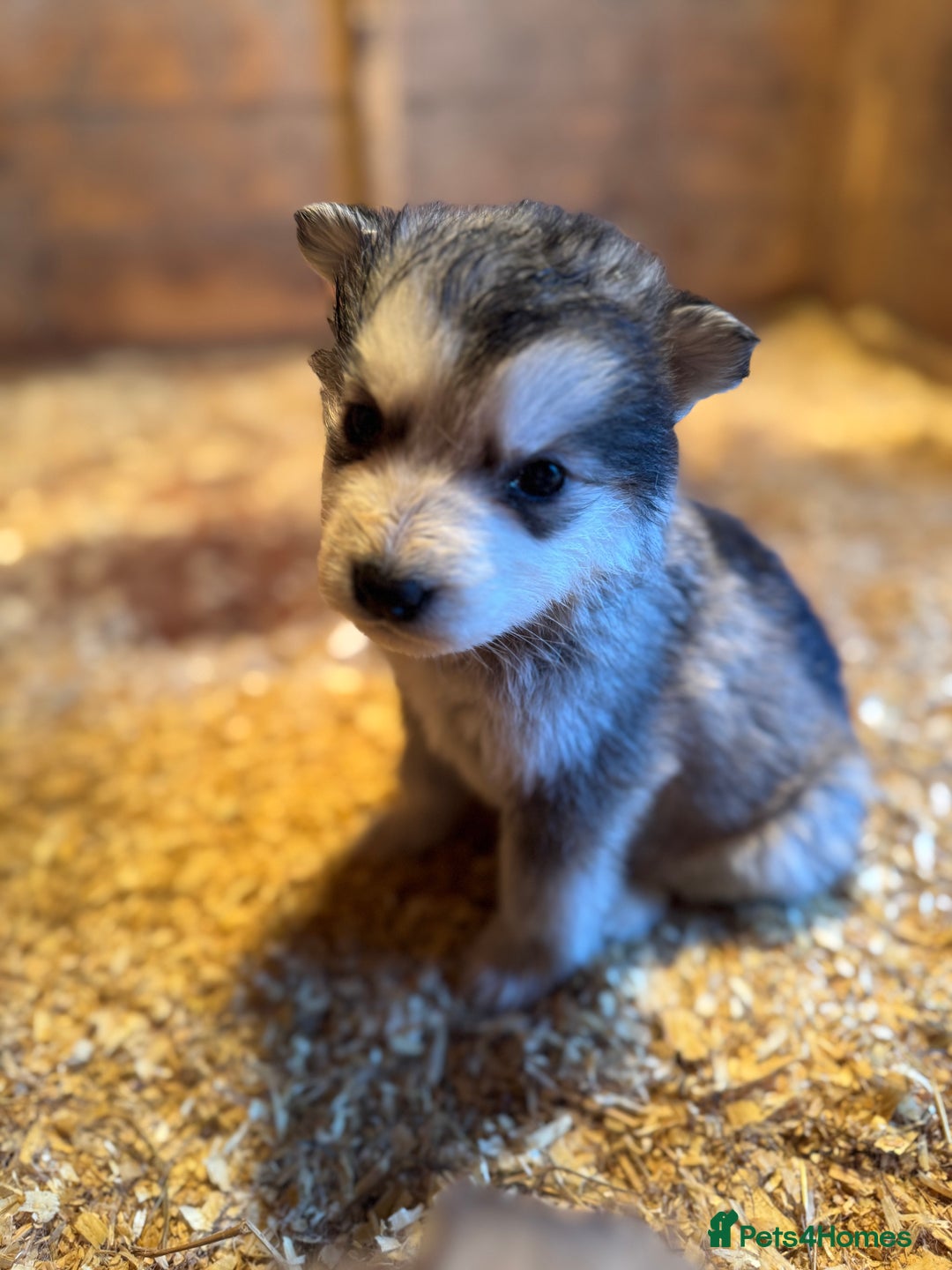 Mixed Breed dogs for sale: Alaskan malamute x German shepherd puppies  - Advert 2