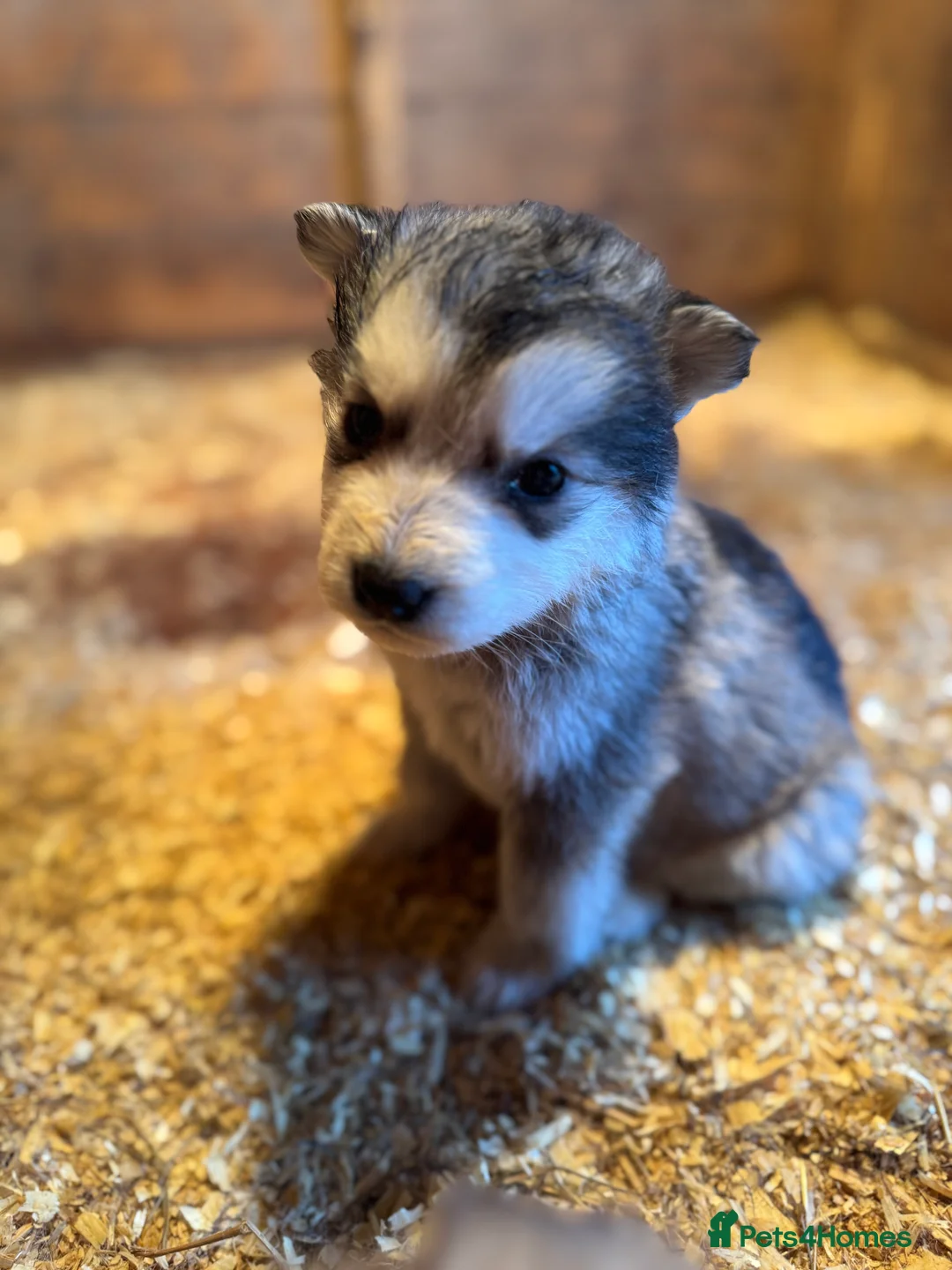 Mixed Breed dogs for sale: German shepherd x malamute puppies  - Advert 5