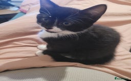 British Shorthair cats for sale: 4 kittens for sale 1 boy 3 girls. - Image 3