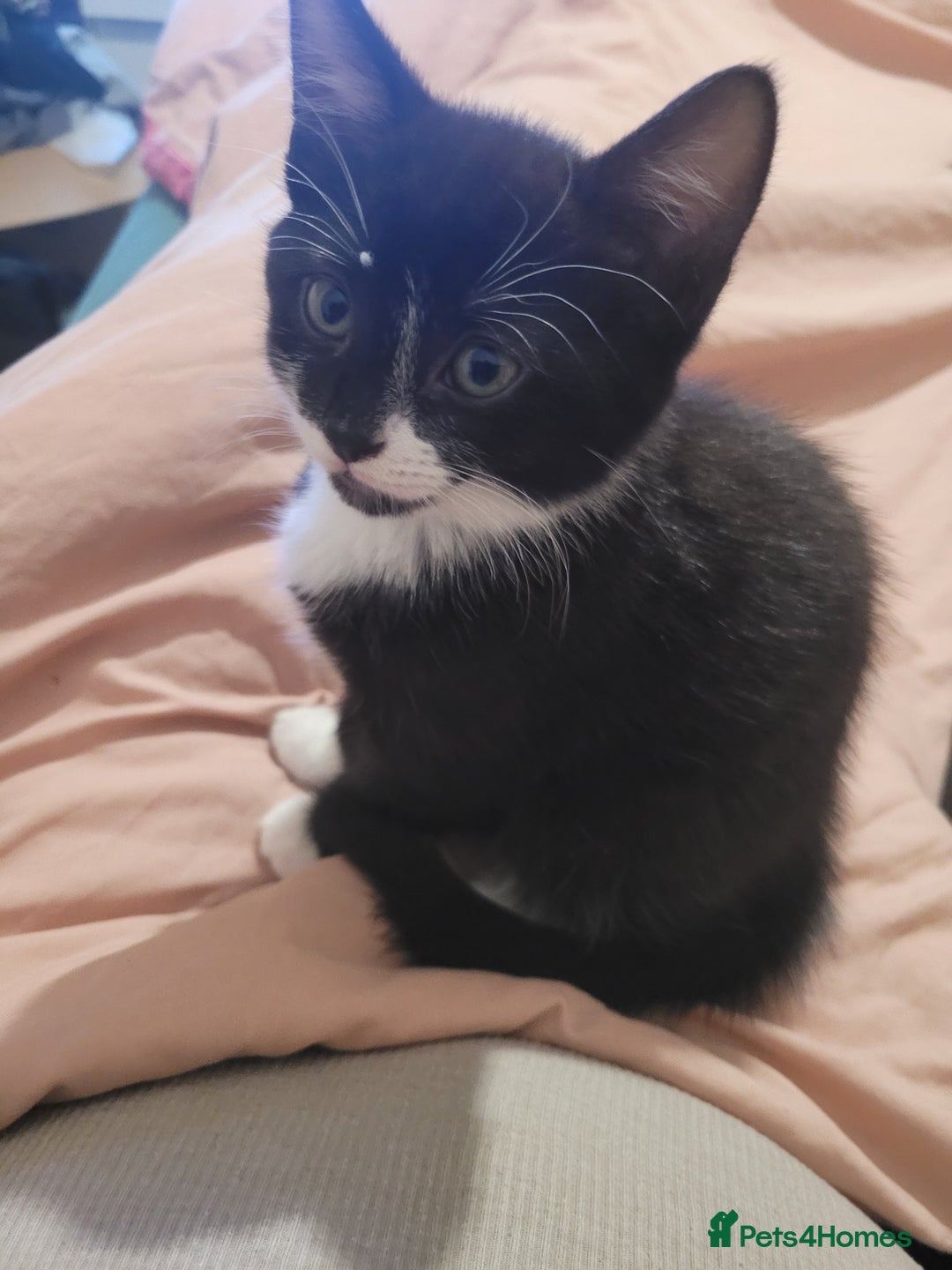 British Shorthair cats for sale: 4 kittens for sale 1 boy 3 girls. - Image 3