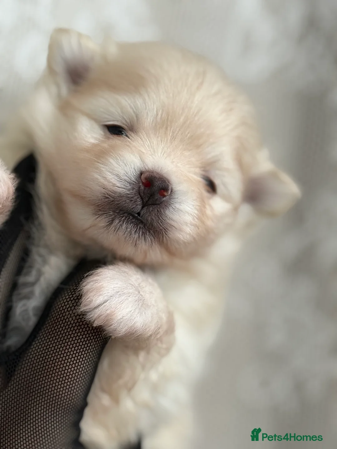 Pomeranian dogs for sale: Black and cream puppies - Advert 20