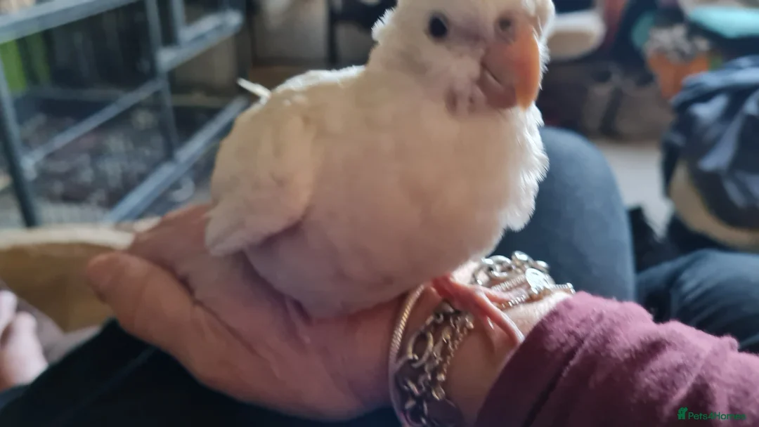 Cockatiels birds for sale: Baby cockatiels for sale  - Advert 4