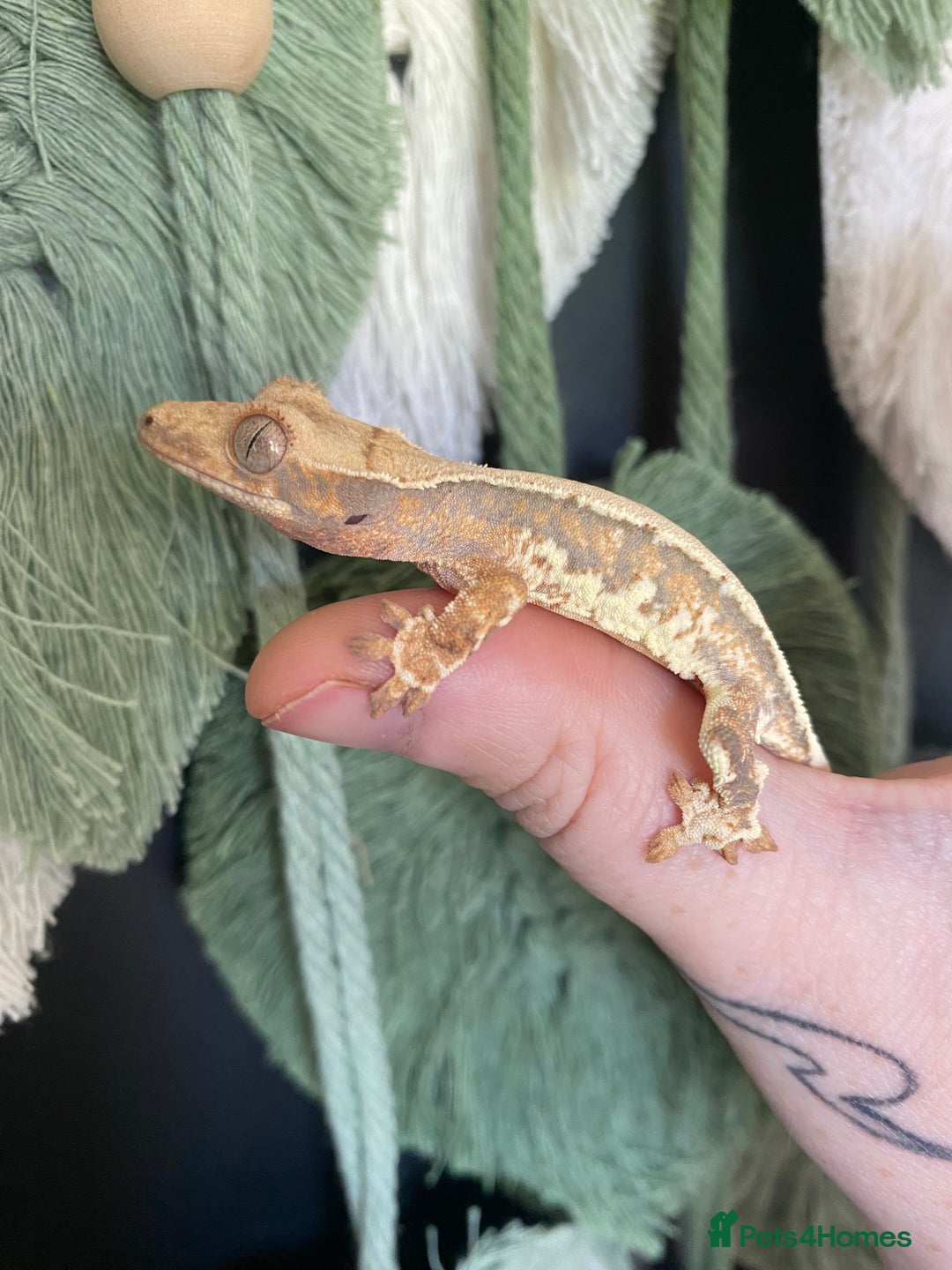 Gecko reptiles for sale: Baby crested geckos, mixed morphs in Wolverhampton - Image 1