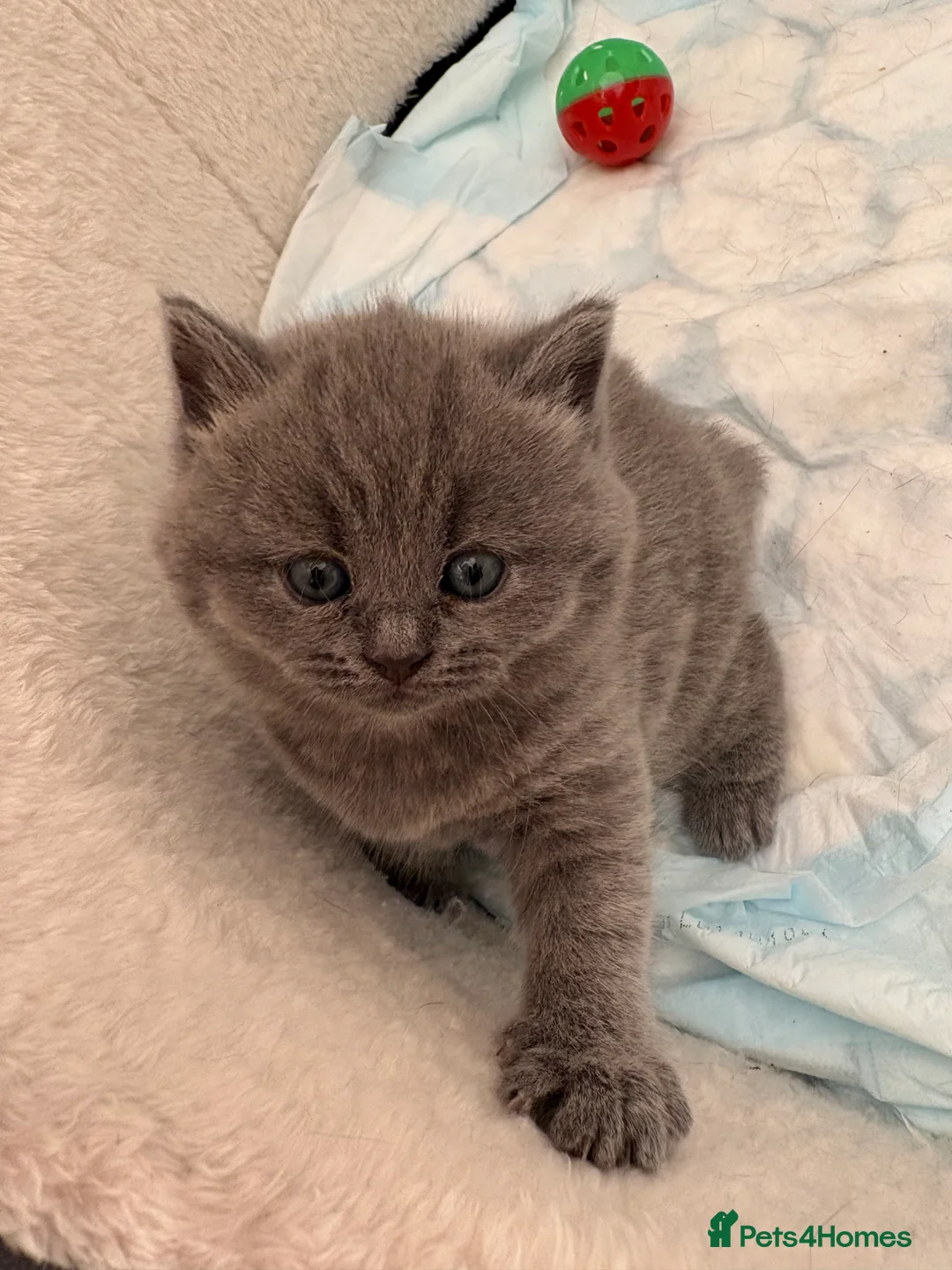 British Shorthair cats for sale: British shortcut in Plymouth - Advert 2