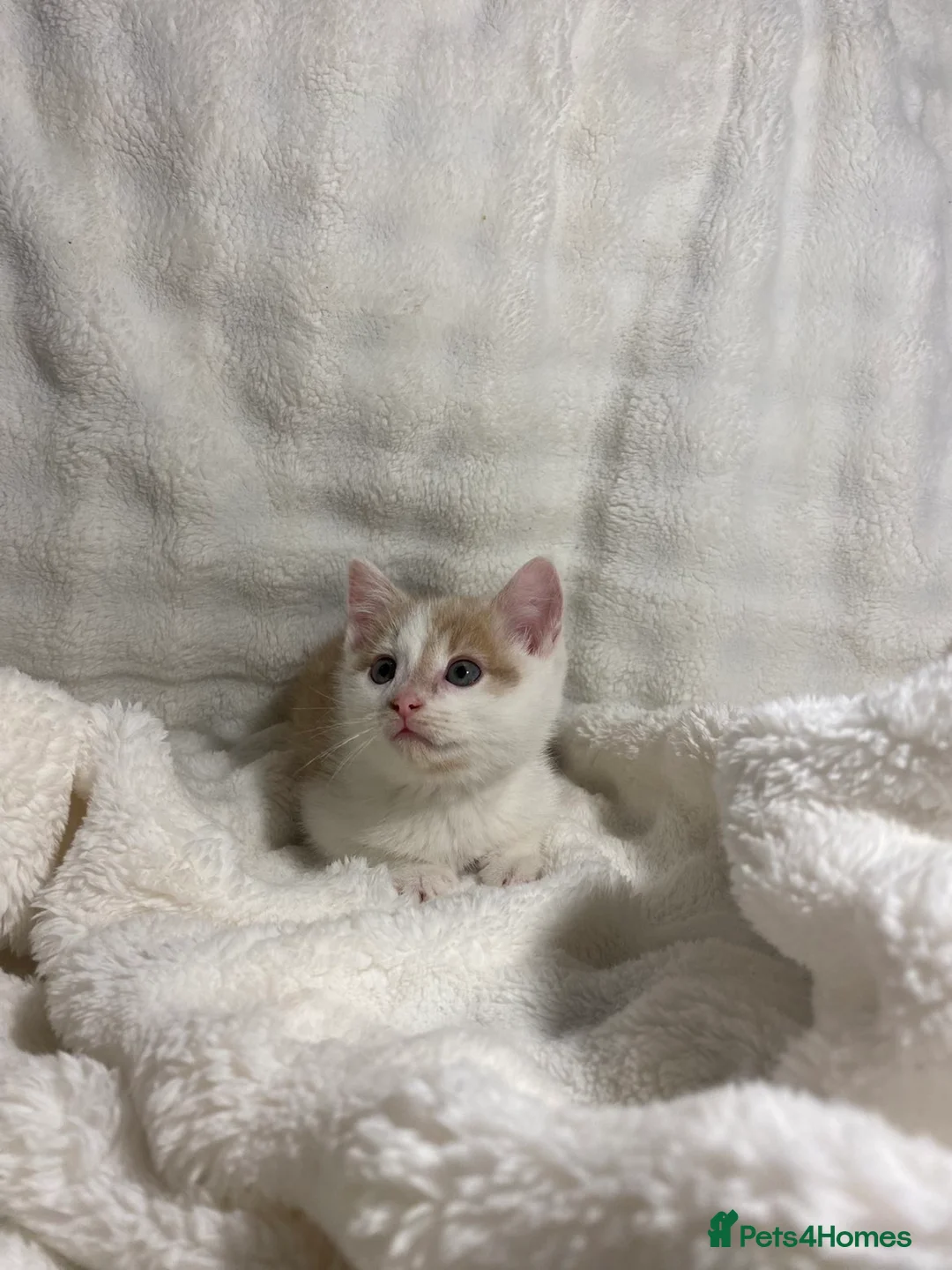 Mixed Breed cats for sale: 3 adorable kittens awaiting for their new homes - Advert 12