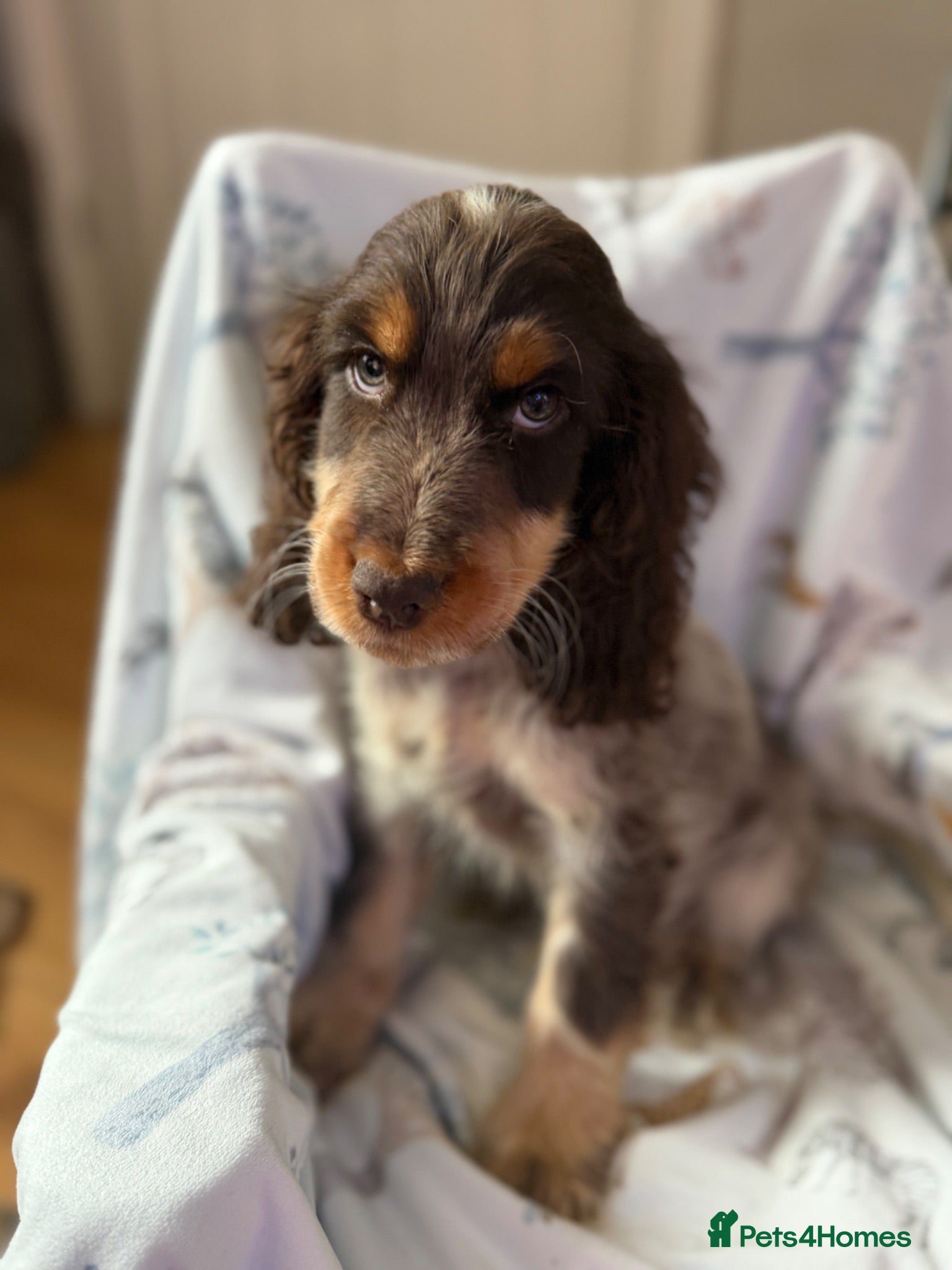 Cocker Spaniel dogs Clover Spaniels KC Registered Show Cocker Puppies - Advert 2