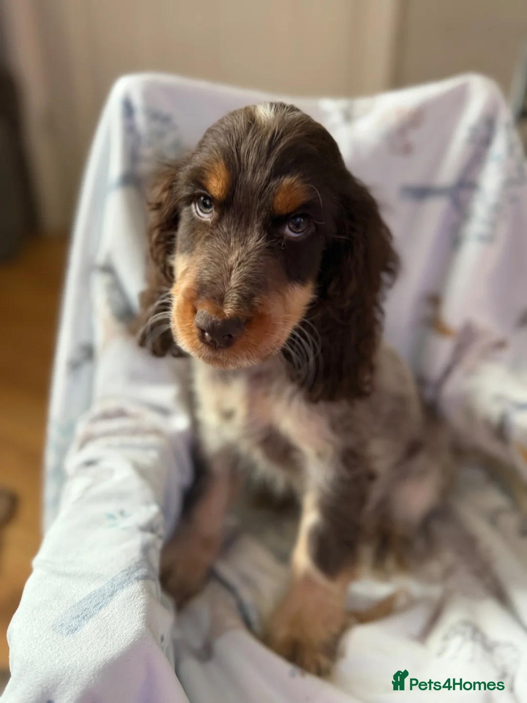 Cocker Spaniel dogs for sale: Clover Spaniels KC Registered Show Cocker Puppies - Advert 2