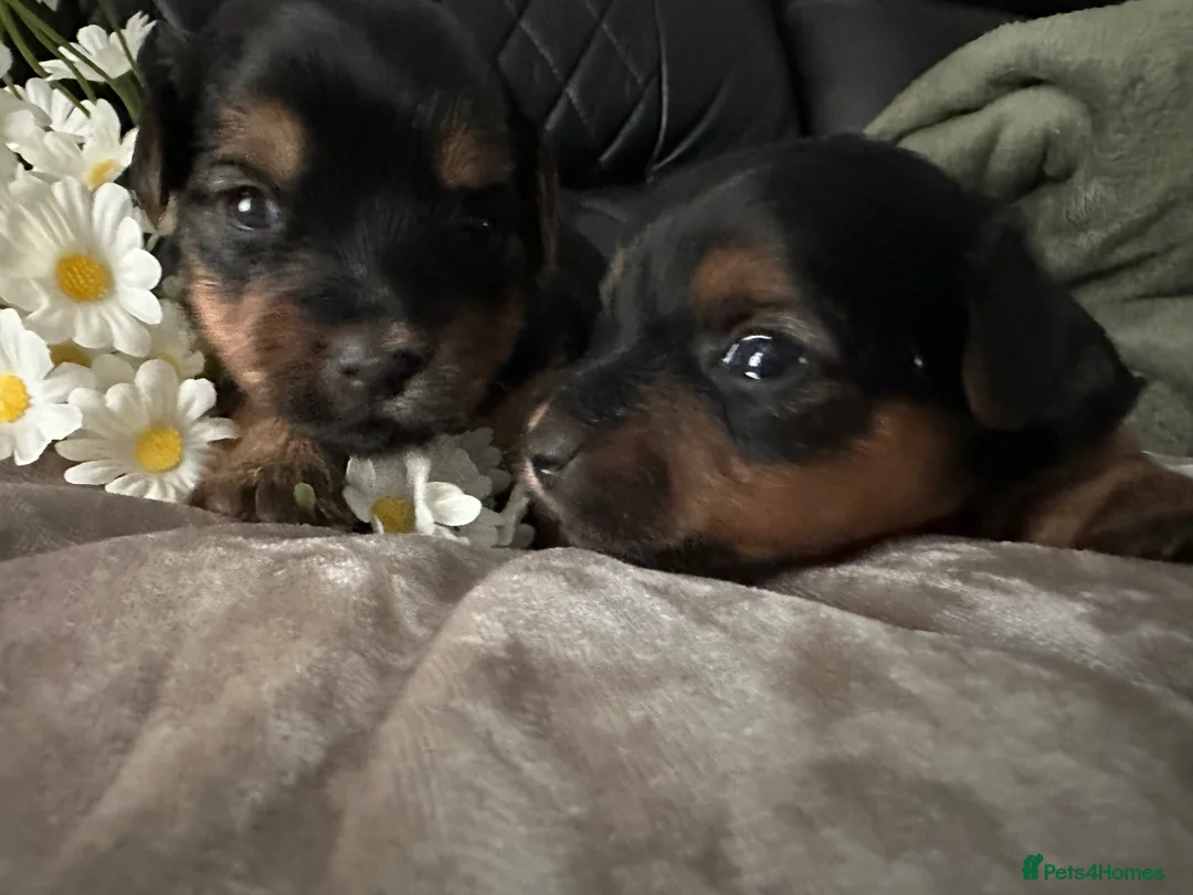 Yorkshire Terrier dogs for sale: Yorkshire terrier puppies  - Advert 8