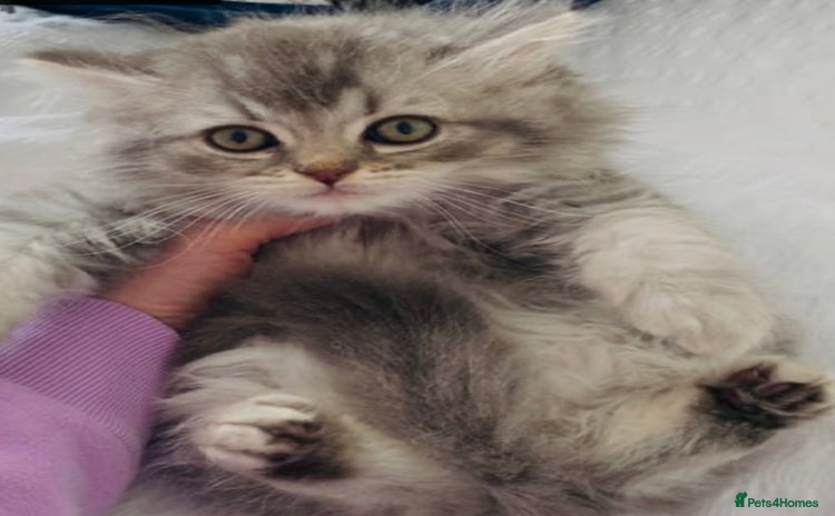British Shorthair cats - Advert 1