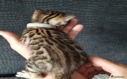 Bengal cats for sale: Top quality pure Bengal kittens available now - Image 4