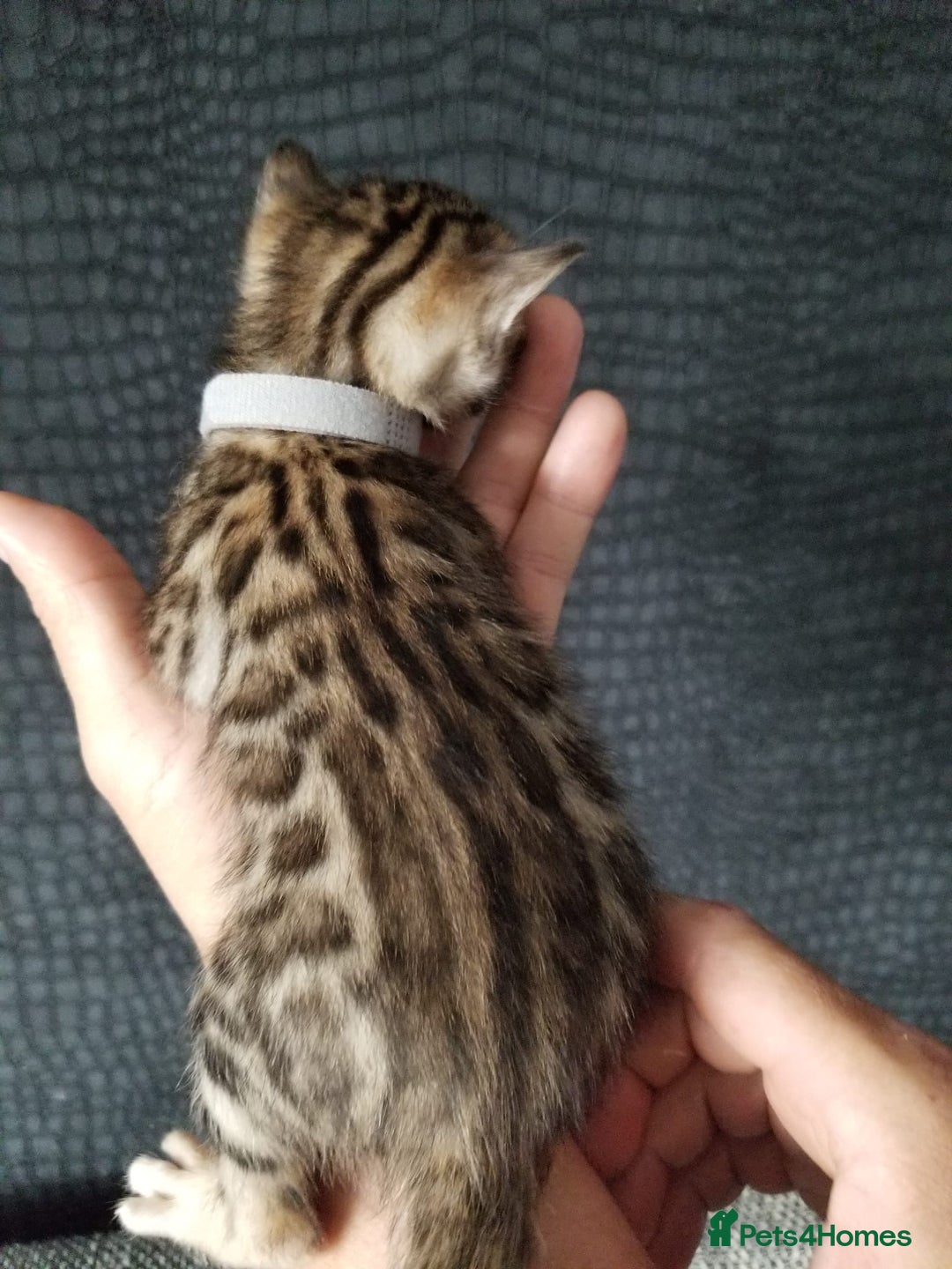 Bengal cats for sale: Top quality pure Bengal kittens available now - Image 4