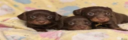Miniature Dachshund dogs for sale: Kc smooth and long coated minature dachshund  - Advert 4