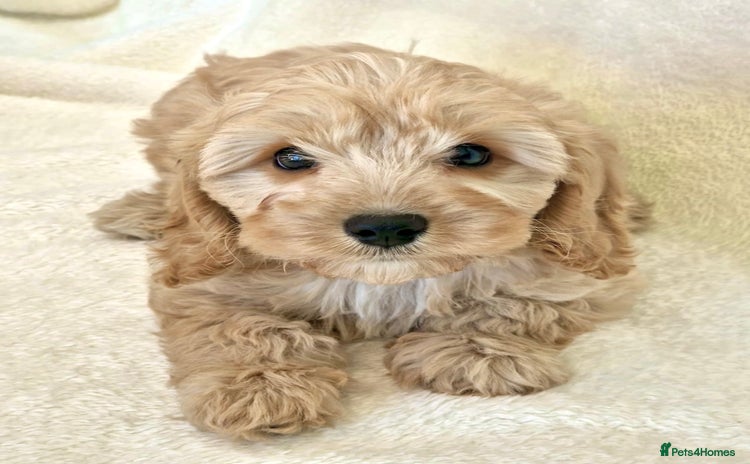Cavapoochon dogs - Advert 1