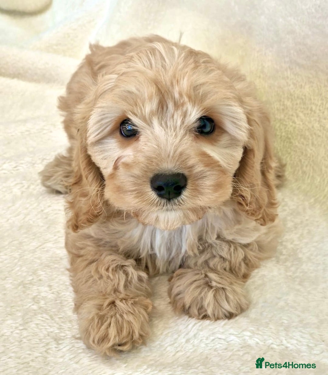 Cavapoochon dogs for sale: Cavapoochon puppies DNA/PRA/KC Health Clear 🤍 - Image 1