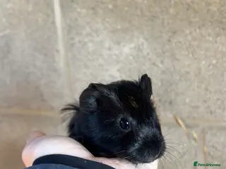 Guinea Pig rodents Lovely guinea pig looking for his forever home - Advert 14