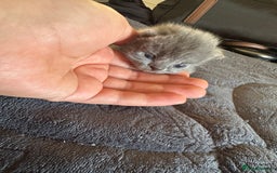 British Shorthair cats for sale: Are you interested ?  - Image 3