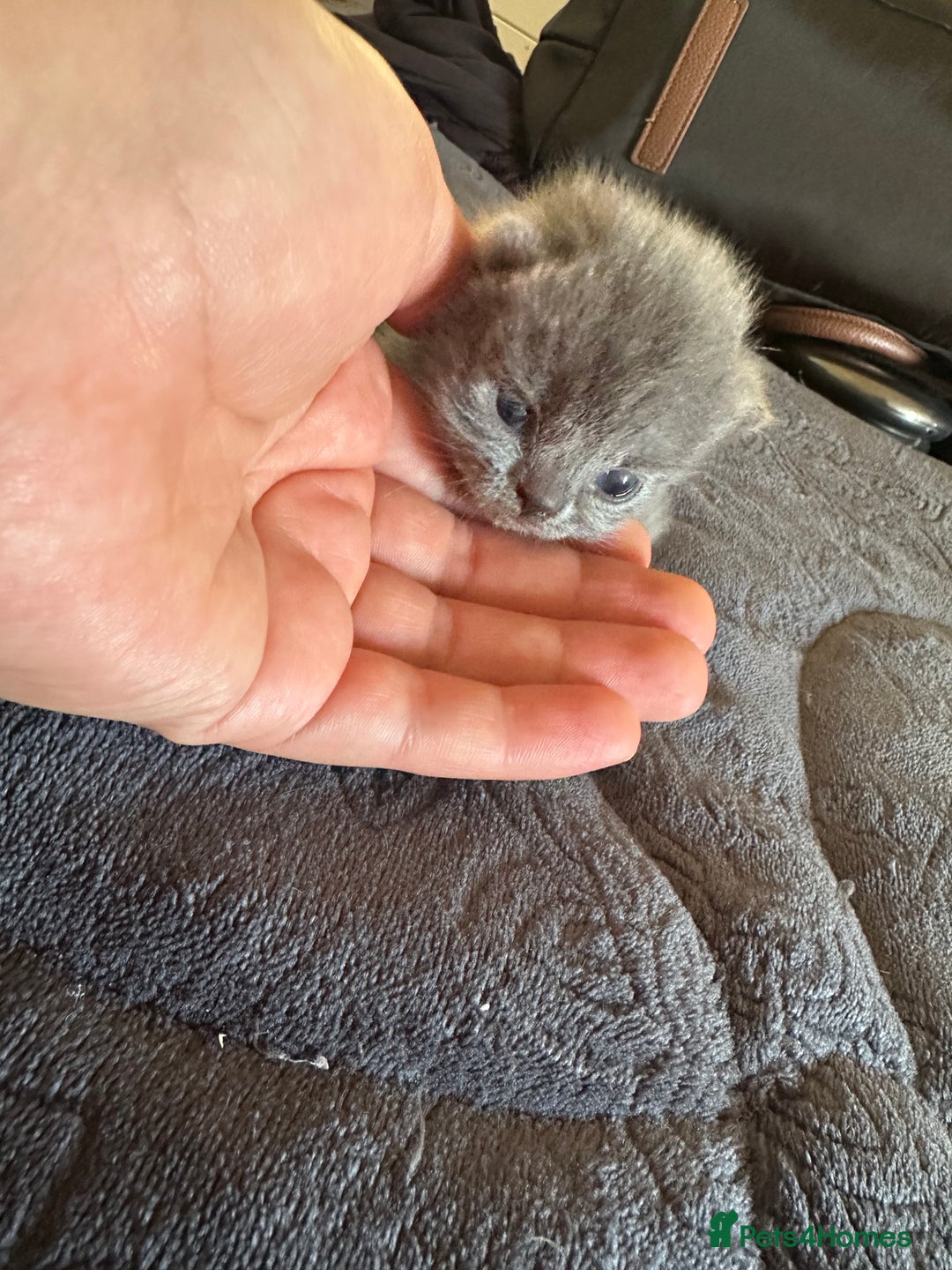 British Shorthair cats for sale: Are you interested ?  - Image 3