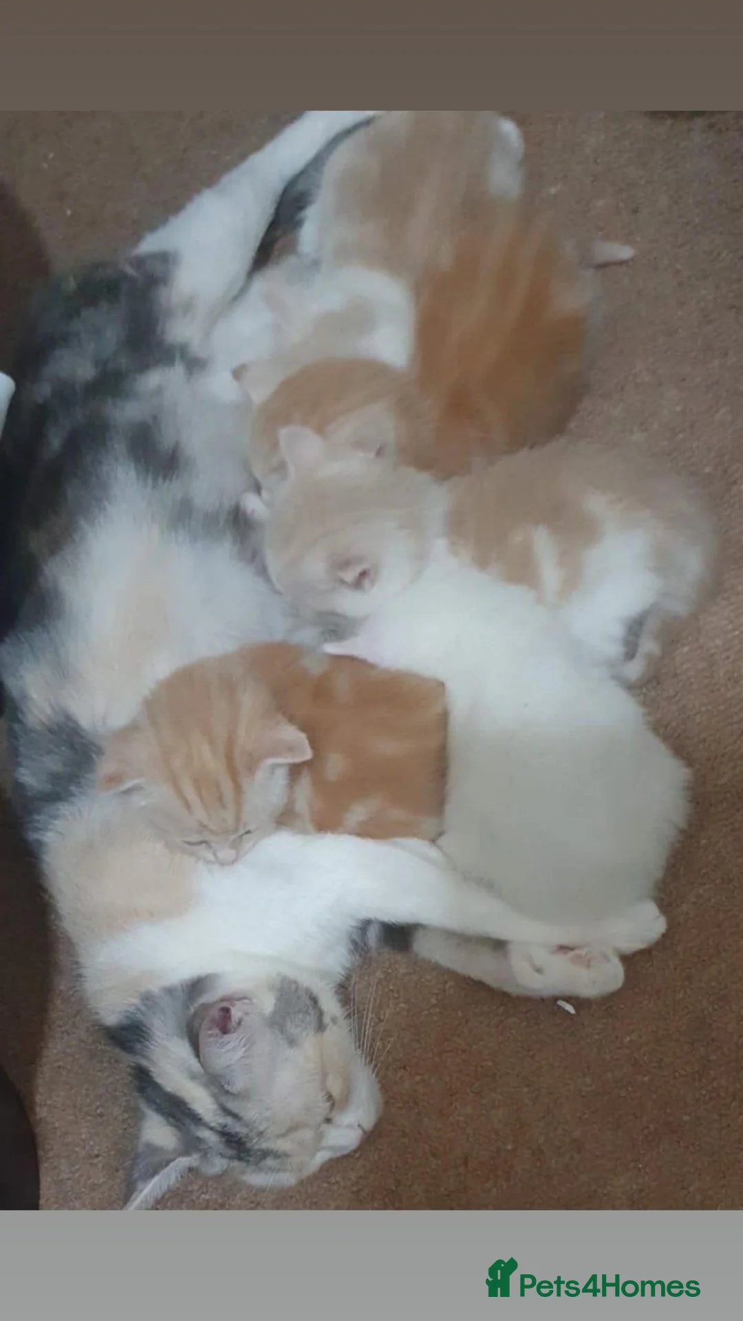 Mixed Breed cats for sale: Beautiful ginger and white kitten for sale in Bradford - Advert 2