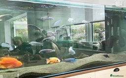 Cichlids fish for sale: Malawi Cichlids  - Image 6