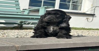 Cocker Spaniel dogs - Advert 9
