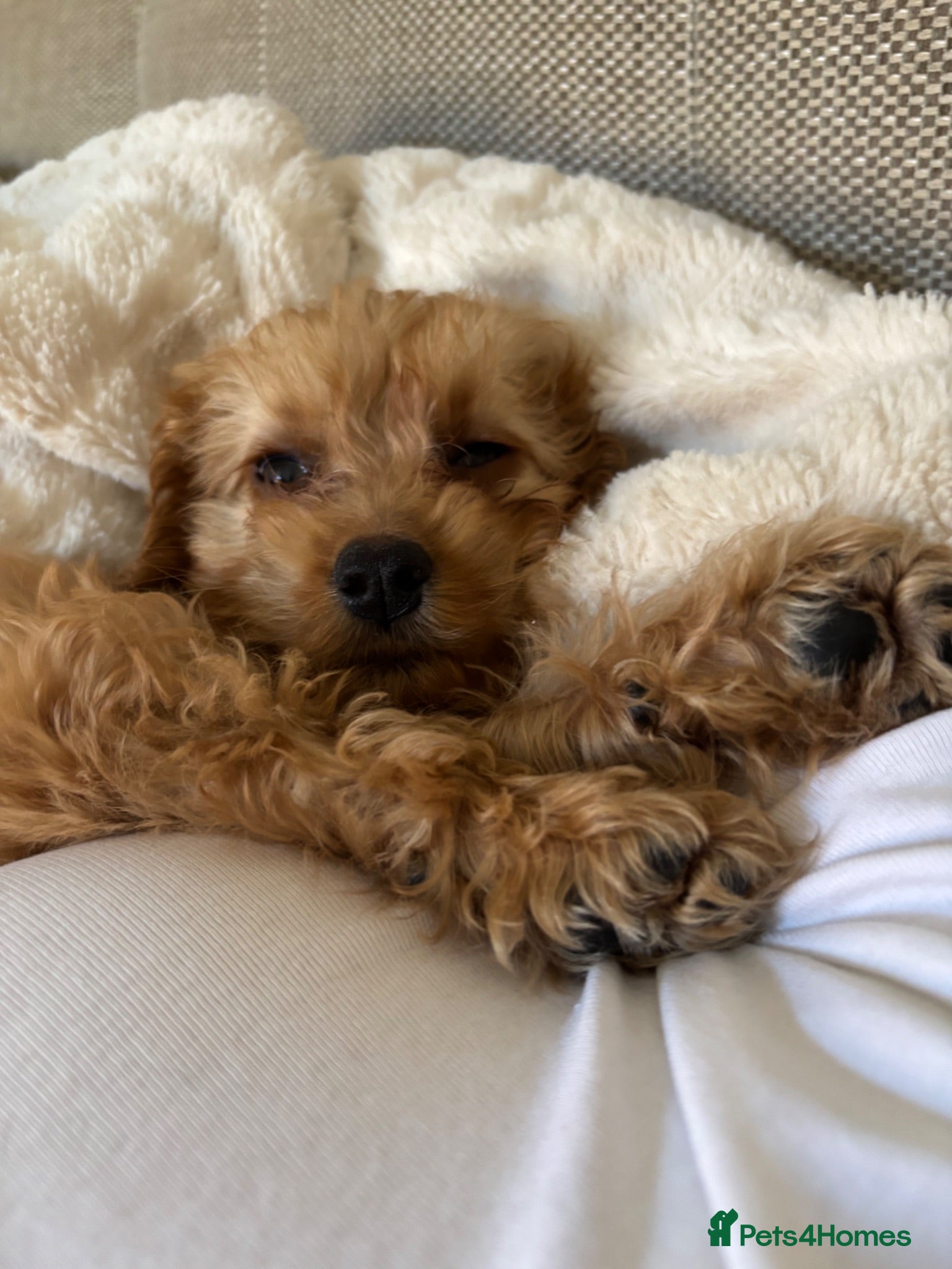 Cockapoo dogs Toy F1 cockapoo 🤍 - Advert 1