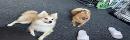 Pomeranian dogs for stud: PROVEN Pomeranian for STUD  - Advert 9