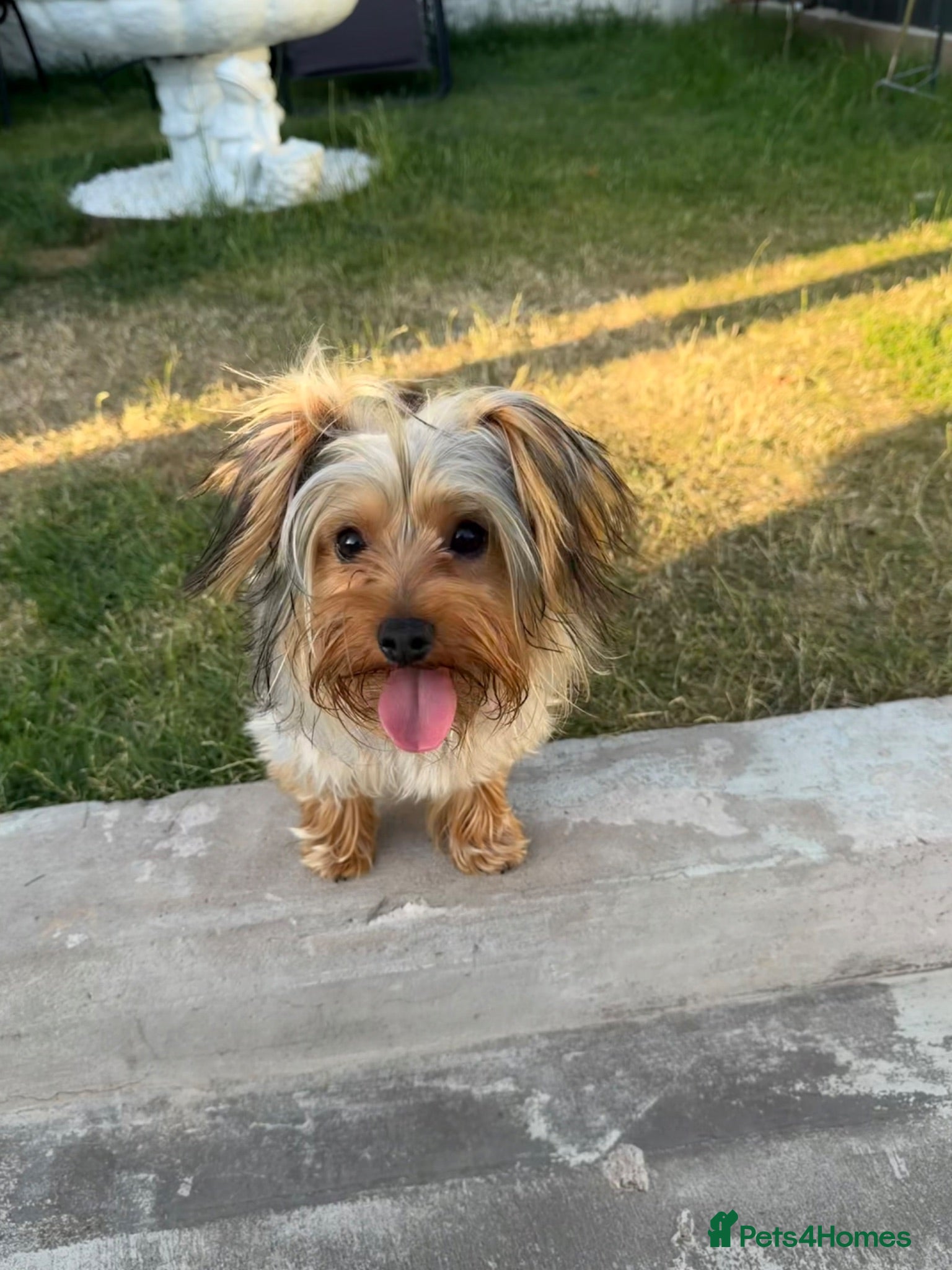 Yorkshire Terrier dogs Beautiful 9 Month Old Male Yorkshire Terrier - Advert 2