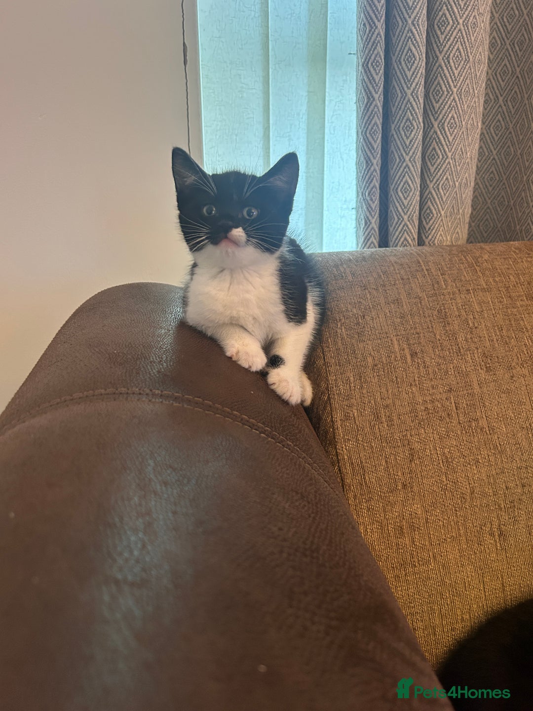 Mixed Breed cats for sale: Bonded Pair of Male Kittens - Must Go Together - Advert 6