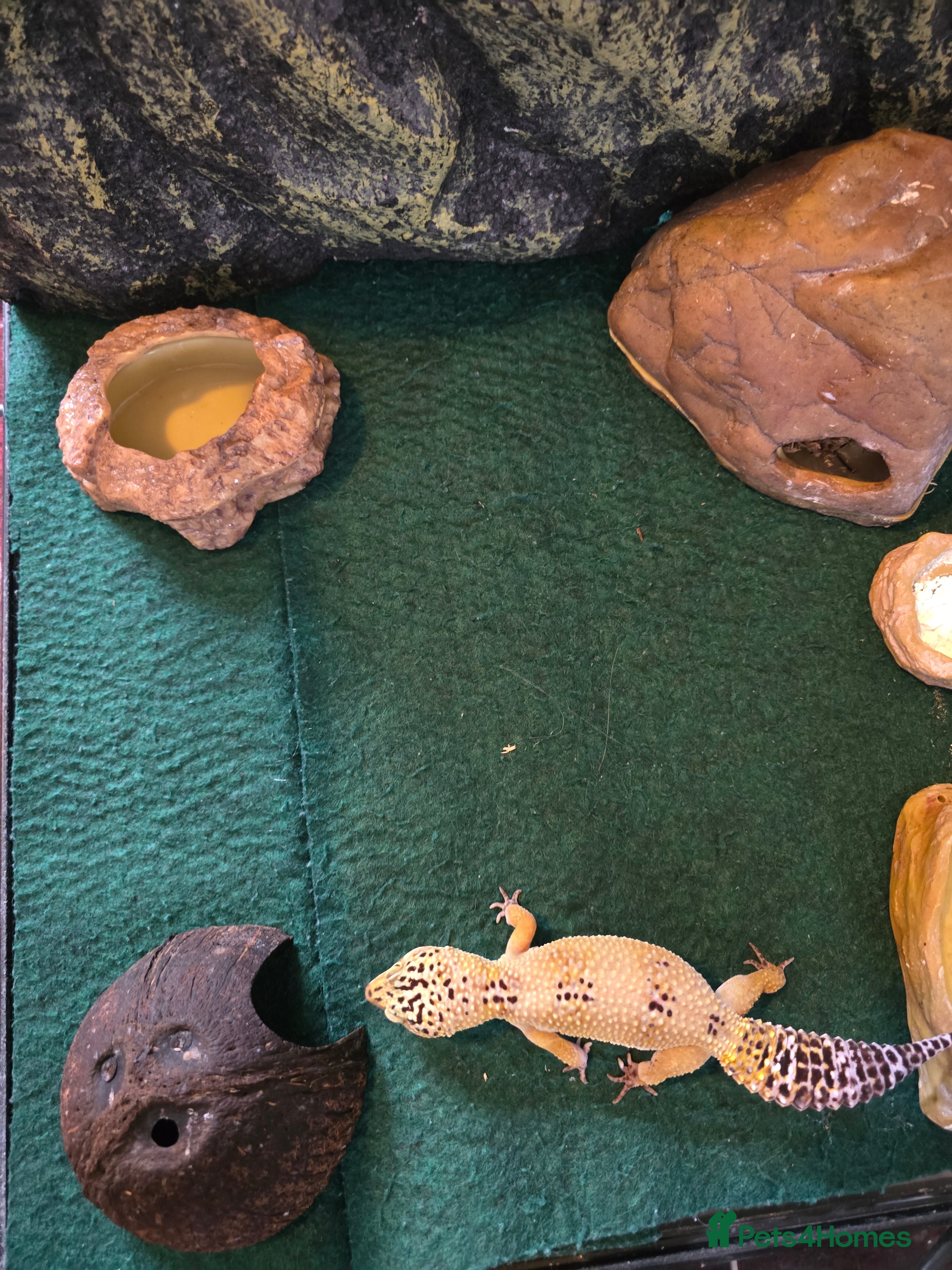 Leopard Gecko reptiles Leopard gecko - Advert 2