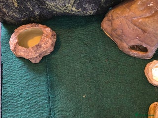 Leopard Gecko reptiles Leopard gecko - Advert 2