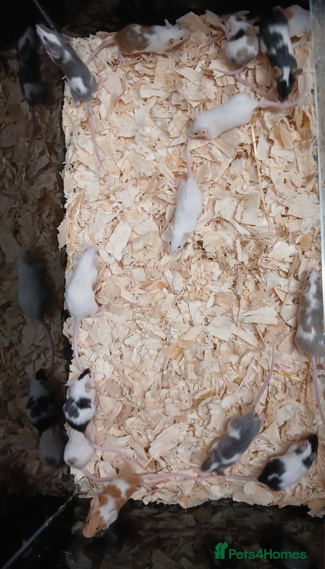 Mouse rodents for sale: Baby Female Fancy Pet Mice - Image 6