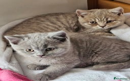 British Shorthair cats for sale: 2 British short hair boys  - Advert 6