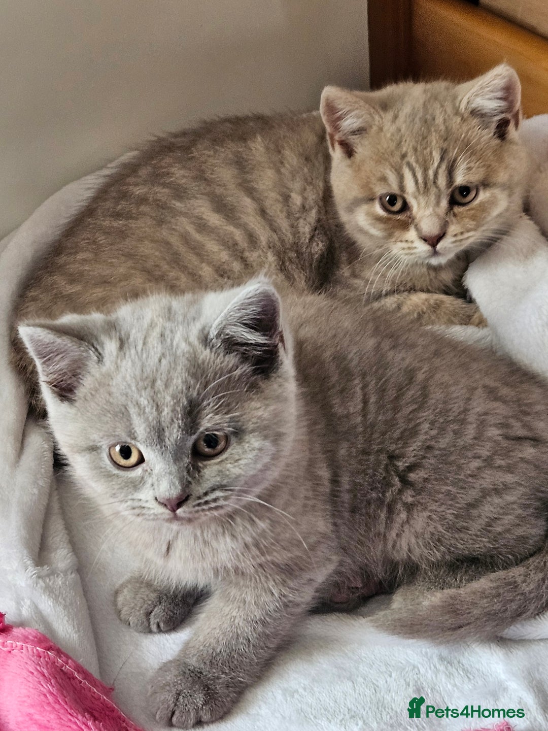 British Shorthair cats for sale: 2 British short hair boys  - Advert 6