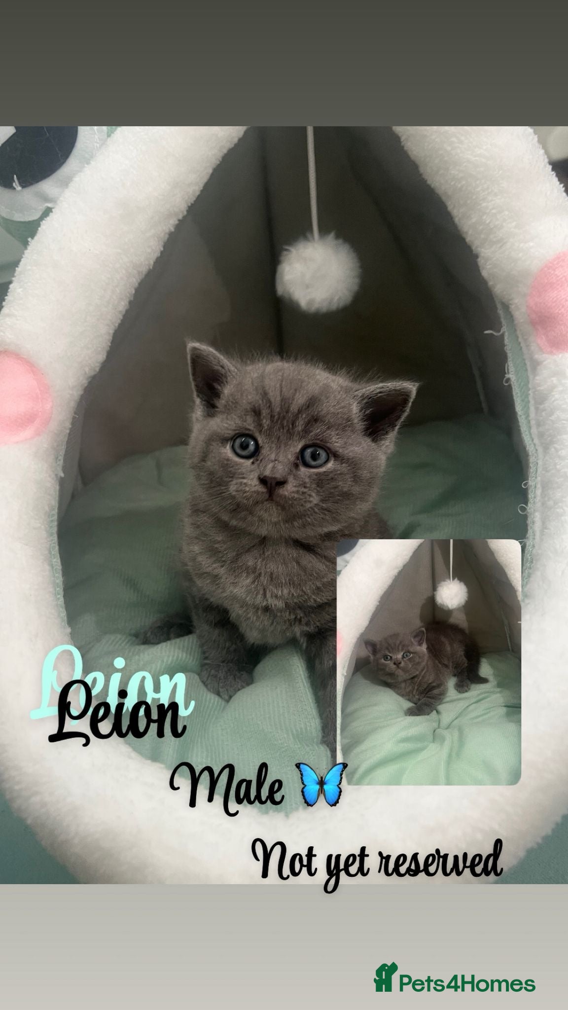 British Shorthair cats Dark grey/blue bsh  - Advert 1