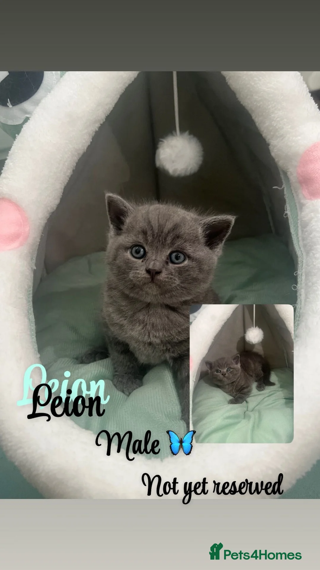 British Shorthair cats for sale: Dark grey/blue bsh  - Advert 1