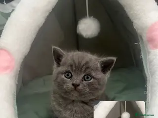British Shorthair cats Dark grey/blue bsh - Advert 1
