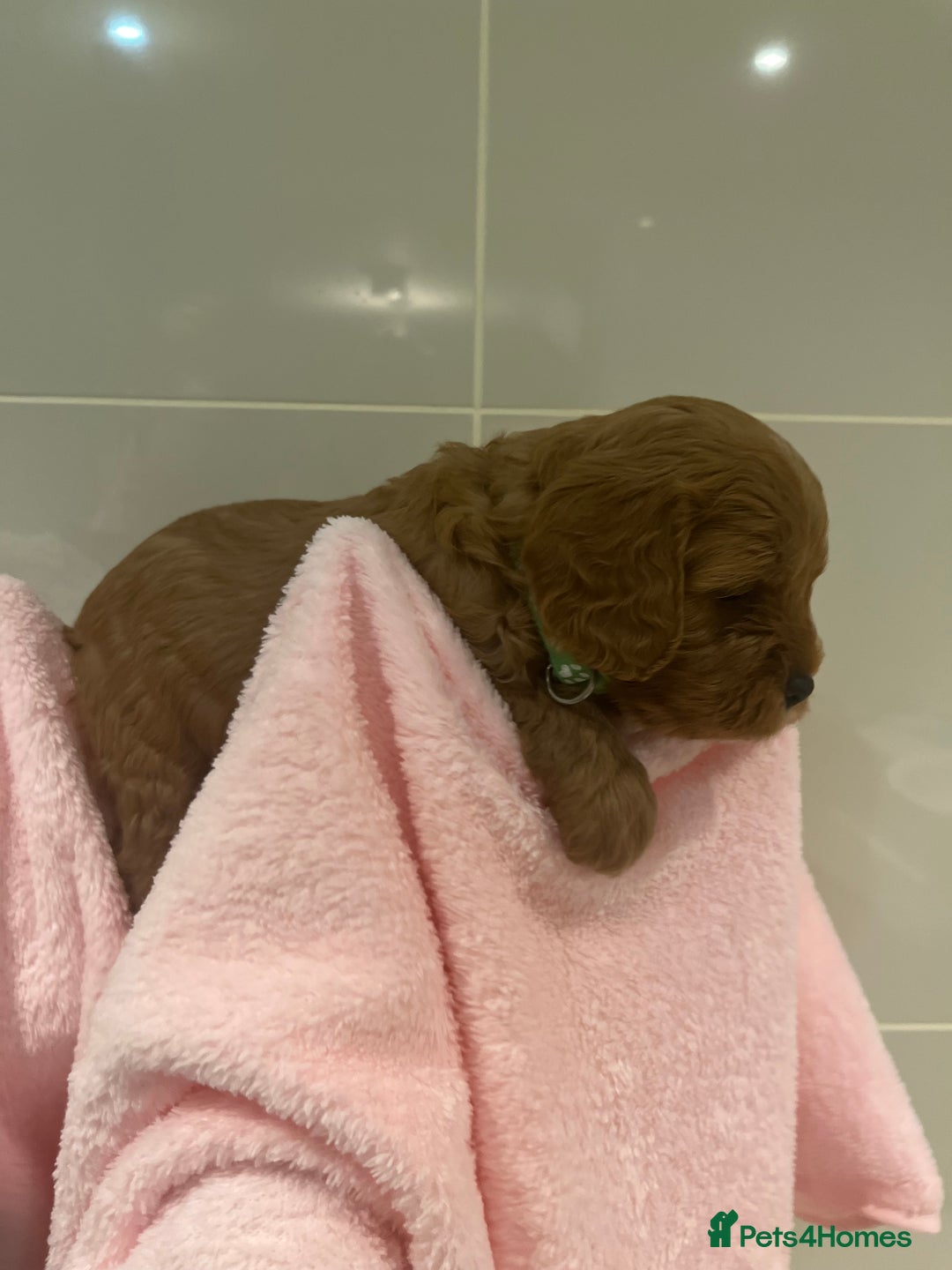 Cavapoo dogs for sale: 5⭐️ F1B Cavapoo’s - Image 22