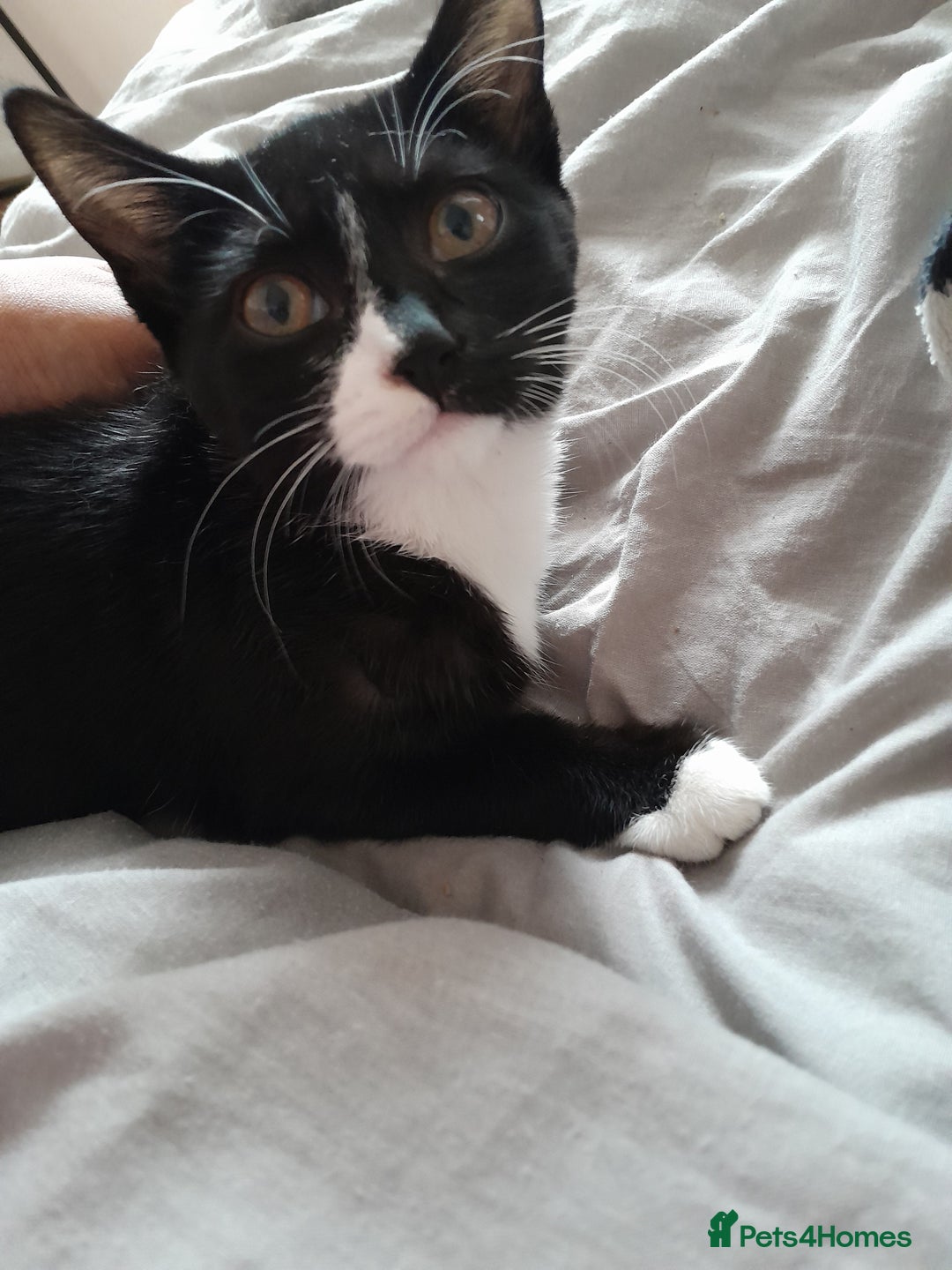 Mixed Breed cats for sale: Kitten for sale  - Image 1