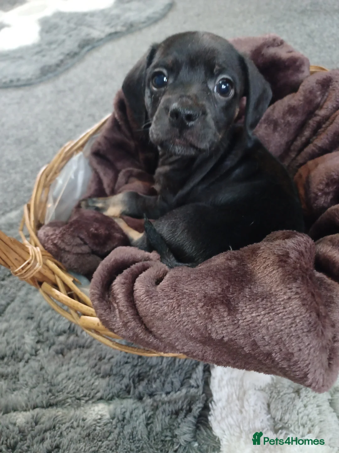 Mixed Breed dogs for sale: French bulldog x dachshund  - Advert 2