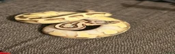Python Snake reptiles for sale: Snakes - Advert 1