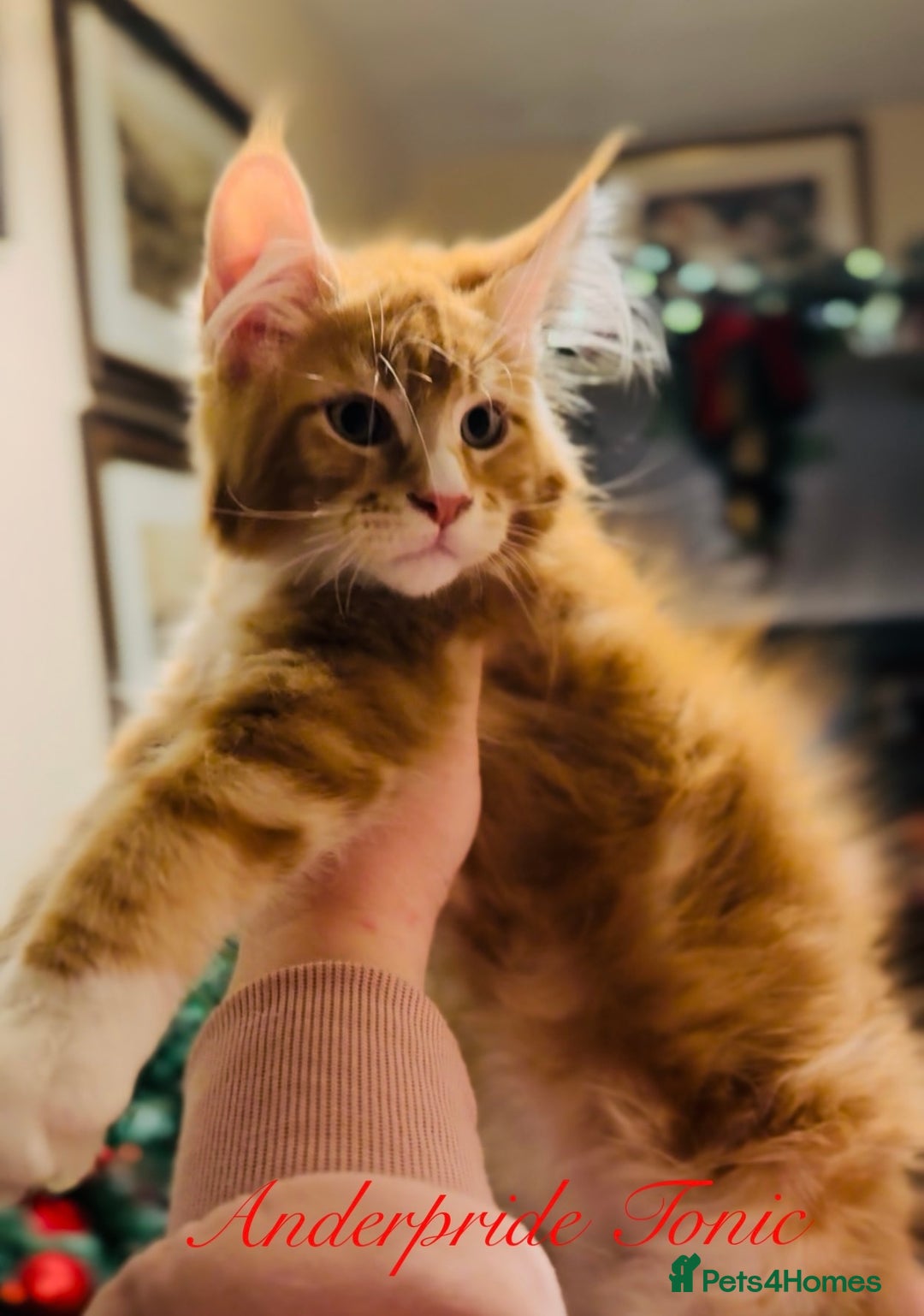 Maine Coon cats for sale: ANDERPRIDE KITTENS READY TO LEAVE NOW TICA !  - Advert 18