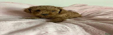 Cockapoo 7